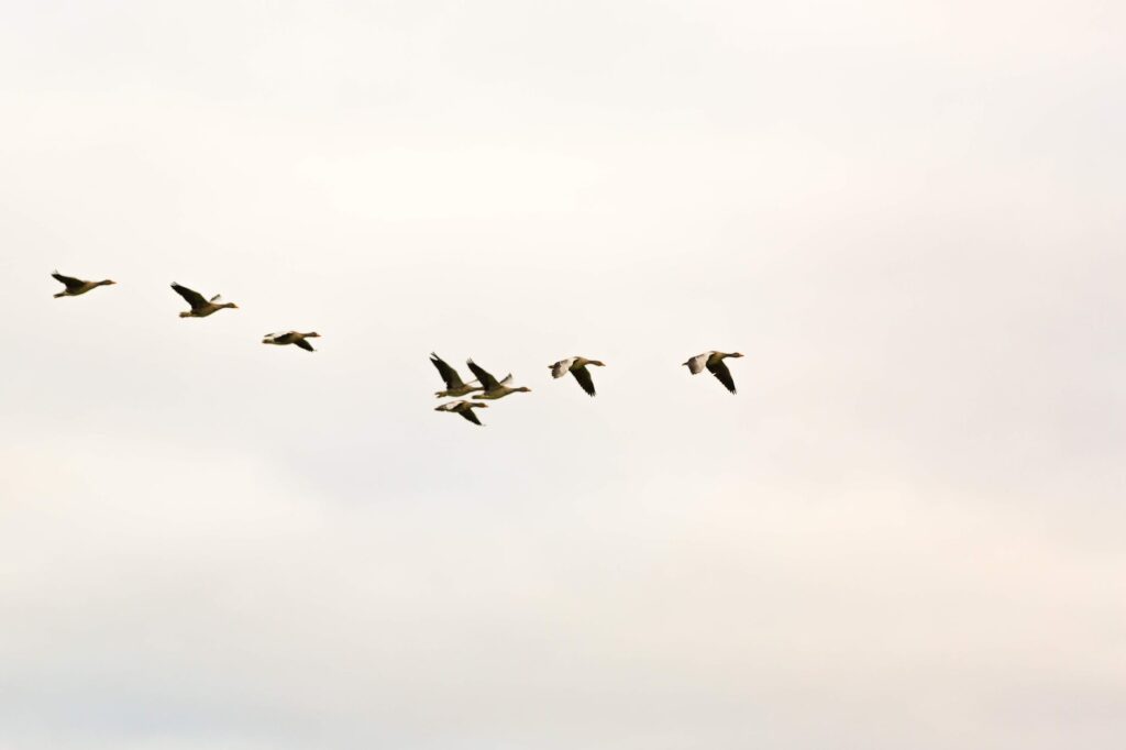 photo of flock of birds in the sky